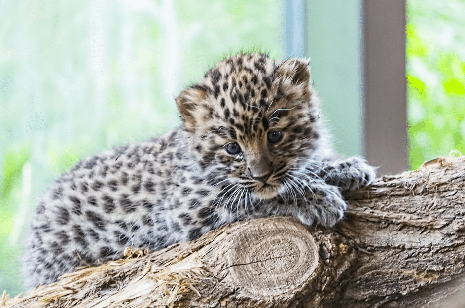 bebe leopard mignon tigre tache sur une branche dans un zoo