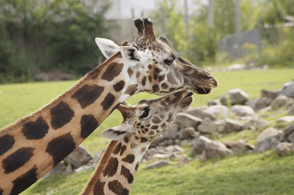 famille de girafes dans un zoo